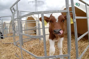 Laut Tierschutzverordnung müssen Kälber Raufutter zur freien Verfügung haben. Dadurch wird das Fleisch rötlicher. (Bild: BauZ)