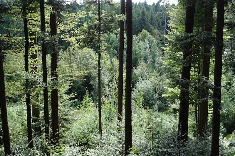 d9475da77a1c4e1aaeb6415884078472d697fa90 Biodiversität im Wald: Nicht nur der Regenwald ist wertvoll