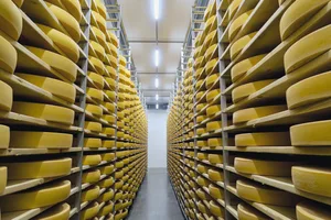 Die Milchproduktion und die Zahl der Milchproduzenten sind 2019 gesunken, die Produktion pro Betrieb ist weiter gestiegen. Bild: Jürg Vollmer