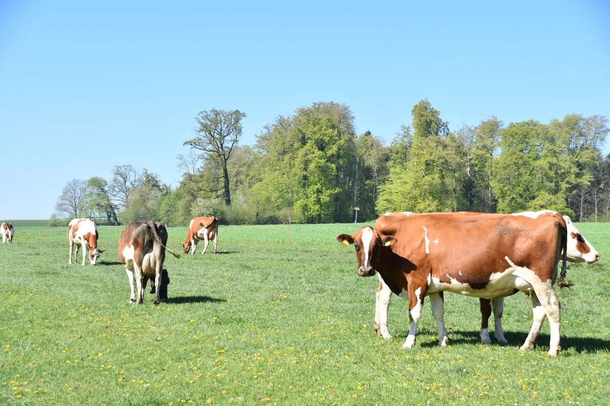 vwDSC_0055 Vollweide statt Kraftfutter: So senkt ein Biobauer seine Kosten