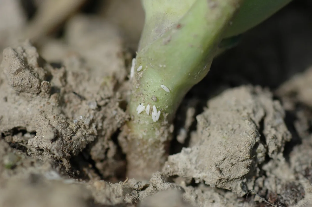 DSC_0031 Die ersten Kohl- und Möhrenfliegen wurden beobachtet