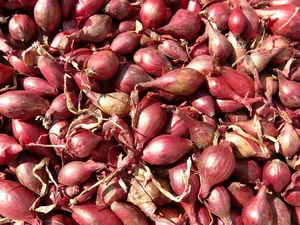 Deutlich länglicher als die Zwiebel: Schalotten.