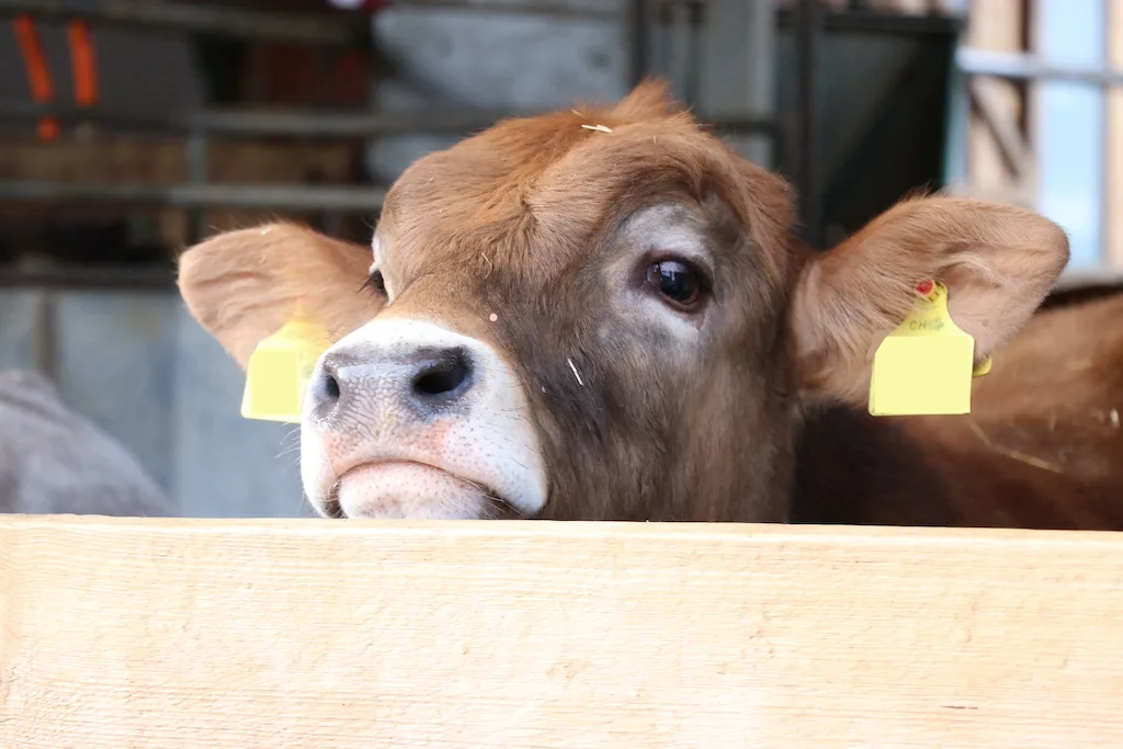 5dd00b2bcbaf1c861ded0915841c479cd9ac2ef3 Produzenten von Qualivo-Fleisch müssen Fütterungs- und Haltungsvorschriften einhalten. Dafür sollen sie von gesünderen Tieren und besseren Preisen profitieren können. (Bild BauZ)