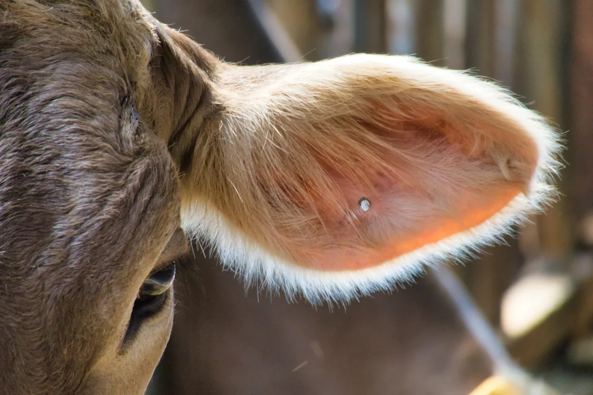 hhach-cow-4133920 Importfleisch aus langen Transporten muss künftig deklariert werden – Umsetzung fraglich