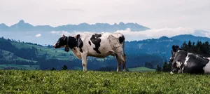 Aktuell leiden viele Kühe auf den Höfen an Durchfall. Was ist die Ursache für diese Form, die für zahlreiche Tierarztpraxen als «noch nie dagewesen» bezeichnet wird.