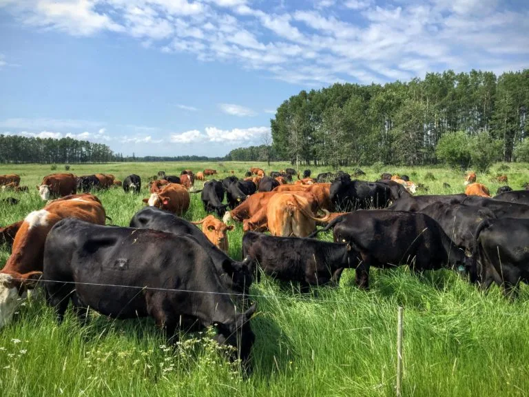 bc1352539b213176a8cd34f6220314f8d44023ba Bei Mob Grazing weidet eine Herde auf engem Raum für eine kurze Zeit. (Bild HMI)