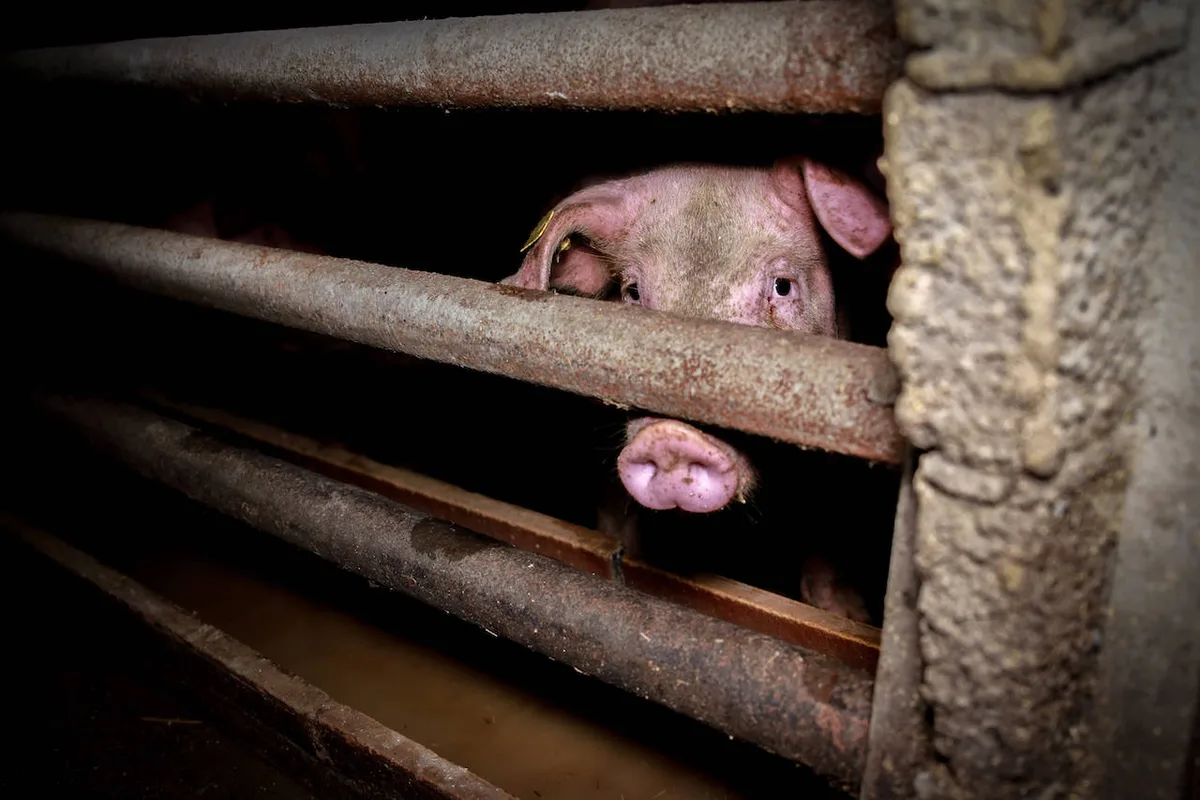 a5489232c25a68959d05d05634208e6a5ec813ce Tierschutz: Neun Anzeigen wegen mehrfacher Tierquälerei bei Schweinen