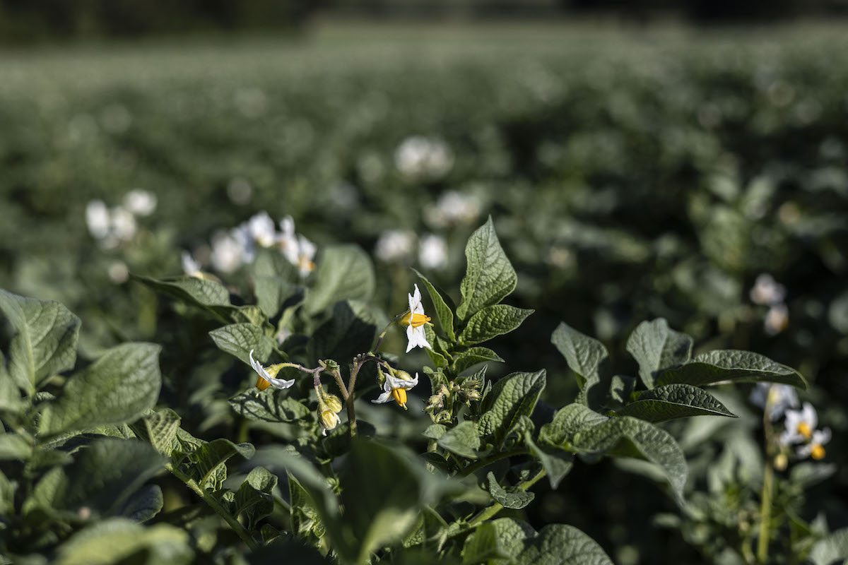 Eine blühende Kartoffelpflanze steht auf dem Feld.