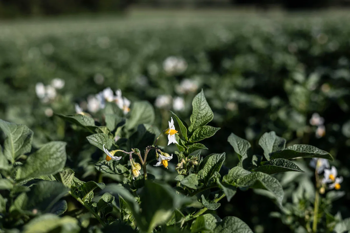 Schweizer-Kartoffeln Eine blühende Kartoffelpflanze steht auf dem Feld.