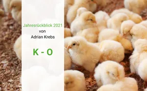 Im Dezember hat Gallo Suisse der Eierbranche an das Ausstiegs-Szenario aus dem Kükentöten vorgestellt.