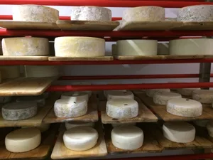 Käse gibt es in verschiedenen Grössen, Härten, Reifegraden – und natürlich jeweils mit ganz individuellem Geschmack.