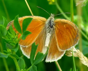 Das grosse Wiesenvögelchen ist auf Moore angewiesen. Solche Spezialisten unter den Schmetterlingen sind zunehmend bedroht. (Bild Wikipedia)