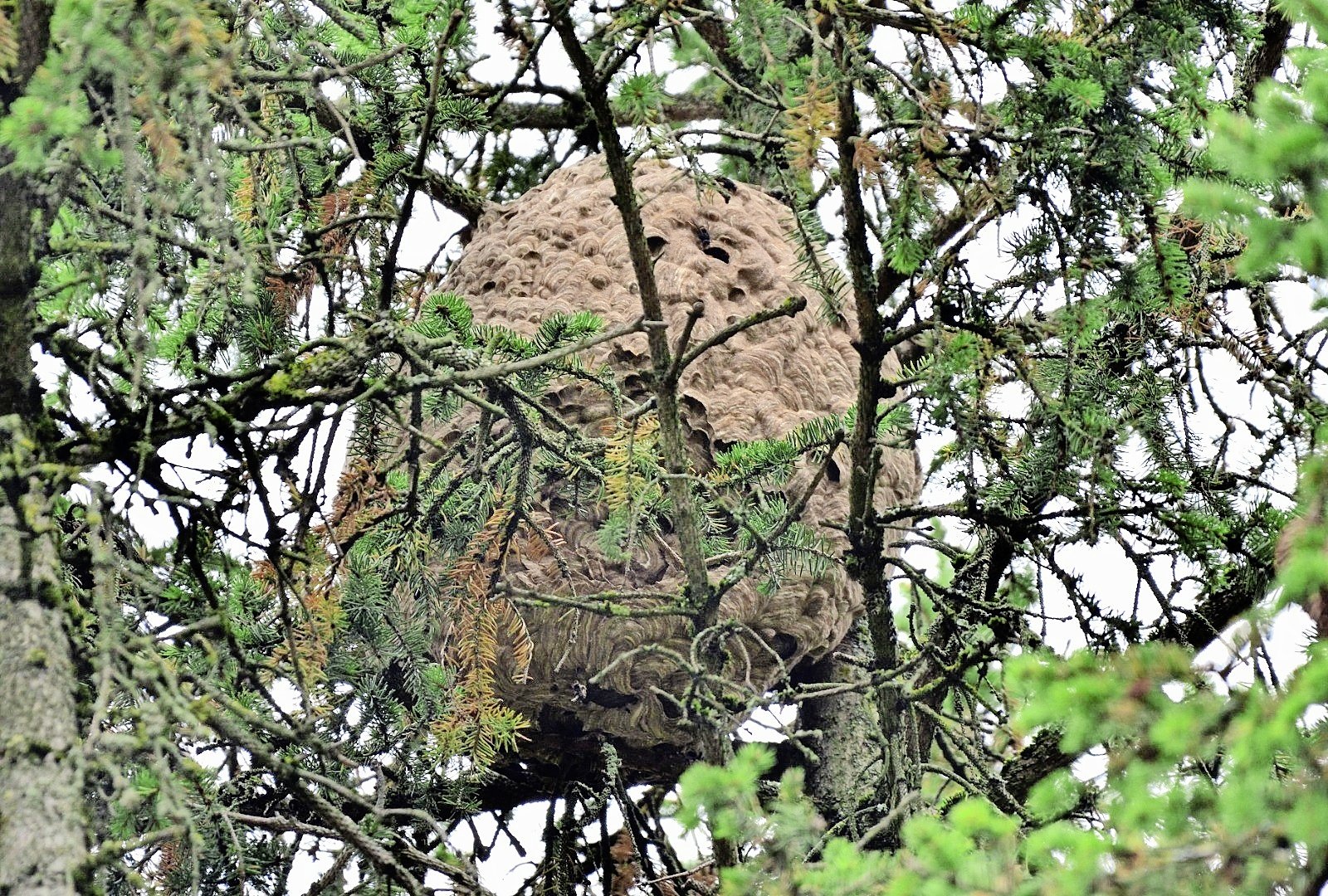 Was mache ich, wenn ich eine Asiatische Hornisse oder deren Nest entdecke?