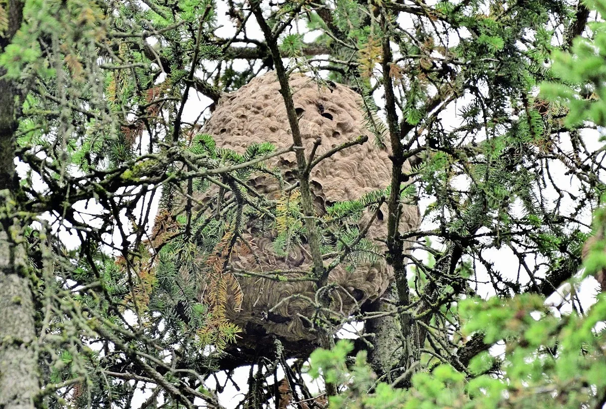 Was mache ich, wenn ich eine Asiatische Hornisse oder deren Nest entdecke?