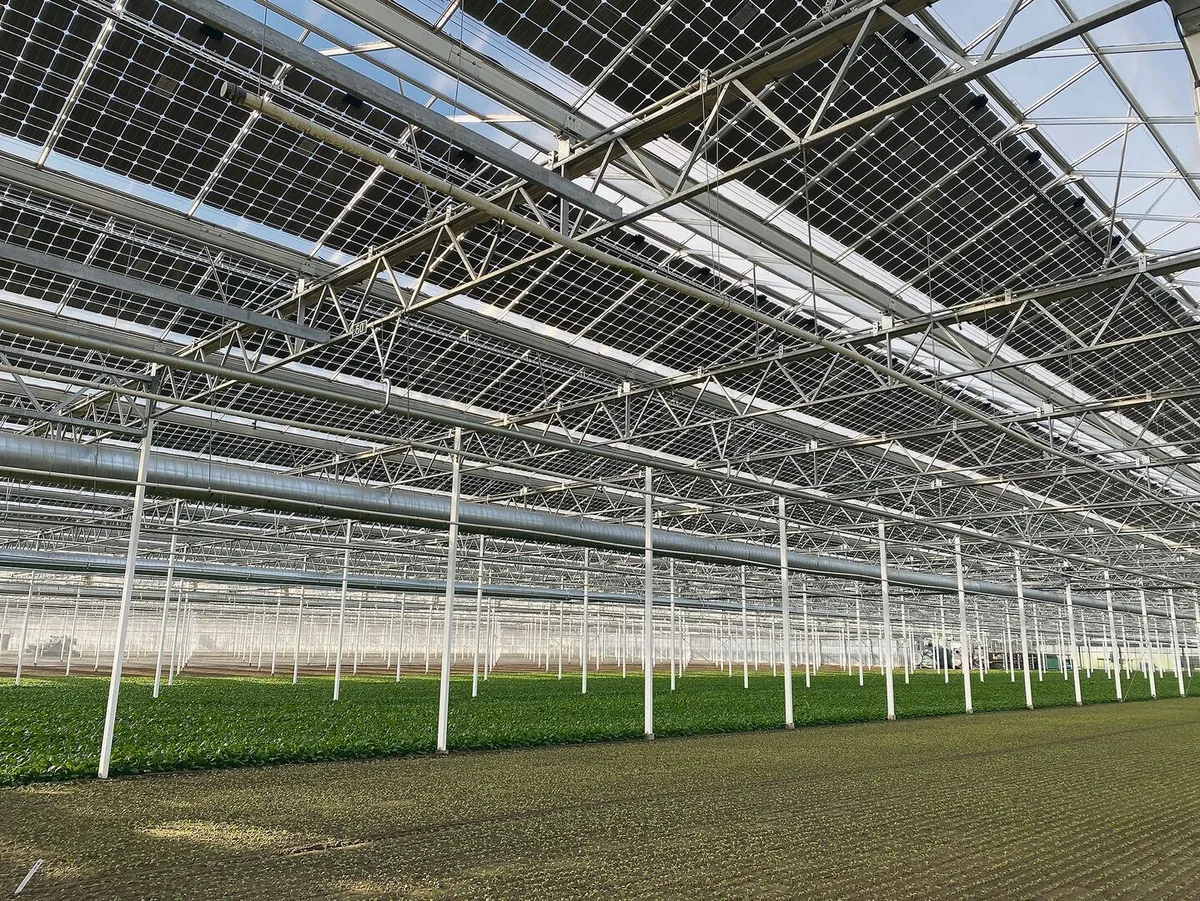74ce70ff6159a794afb111b66c2f9af7a7614269fa9a5c3b9a7d8842b61df62f Photovoltaikmodule auf einem Gewächshaus: Diesen raren Anblick findet man bei Frédéric Bart in Ried bei Kerzers FR.