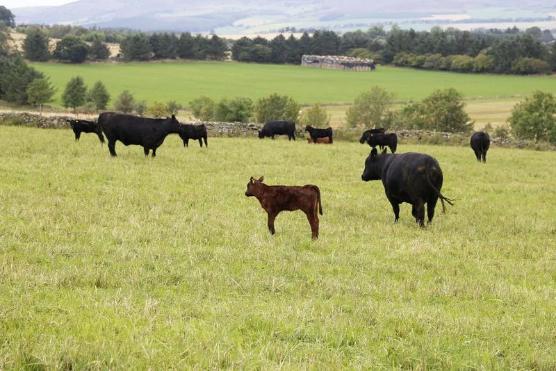 5b93a7237328afb4c6b3fdf7e8ad6e0fe12878e4 Schottland ist bekannt für seine Angus-Rinder. Ihr Fleisch darf künftig von Privatpersonen aber nicht mehr aus Schottland in die Schweiz mitgenommen werden. (Bild lid/ji)