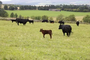 Schottland ist bekannt für seine Angus-Rinder. Ihr Fleisch darf künftig von Privatpersonen aber nicht mehr aus Schottland in die Schweiz mitgenommen werden. (Bild lid/ji)