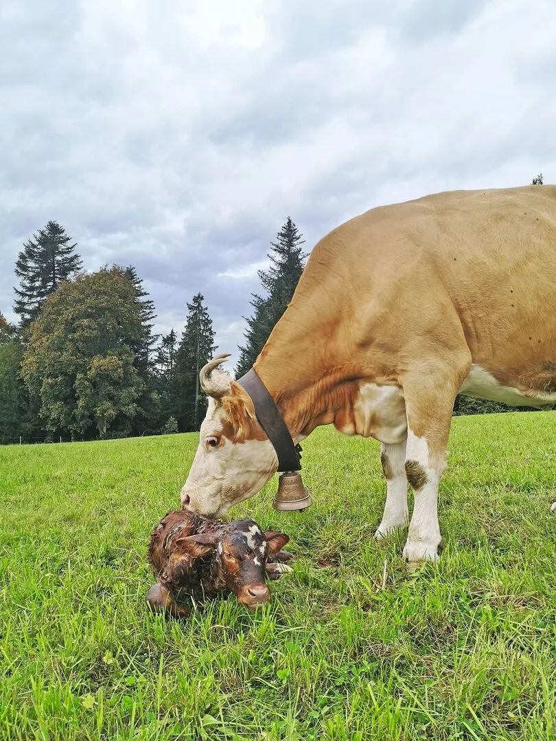 cc4f5eadc3586e154479698a51ae8dcf45814af17dc435a5ea4c97edf4d8eeb8 Eine behornte Simmentaler Kuh leckt ihr frisch geborenes Kalb, das auf der Weide im Gras liegt, trocken.