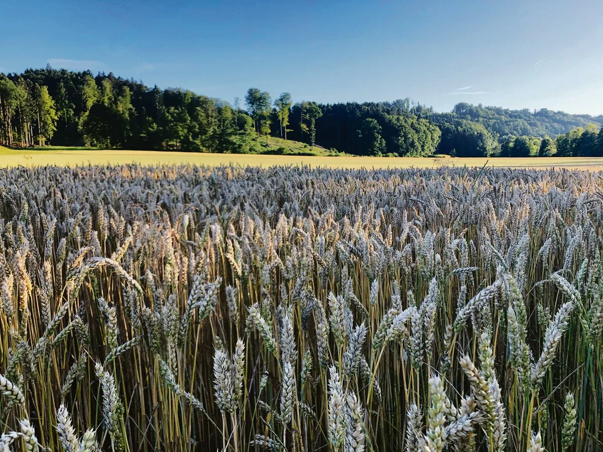 430881d82f933647d3ad2157a714ad2c938ee2ca Während die Bedingungen für den Weizen im Jahresverlauf teilweise nicht einfach waren, konnte die Ernte grösstenteils bei guten Wetterverhältnissen erfolgen. (Bild Livio Janett)