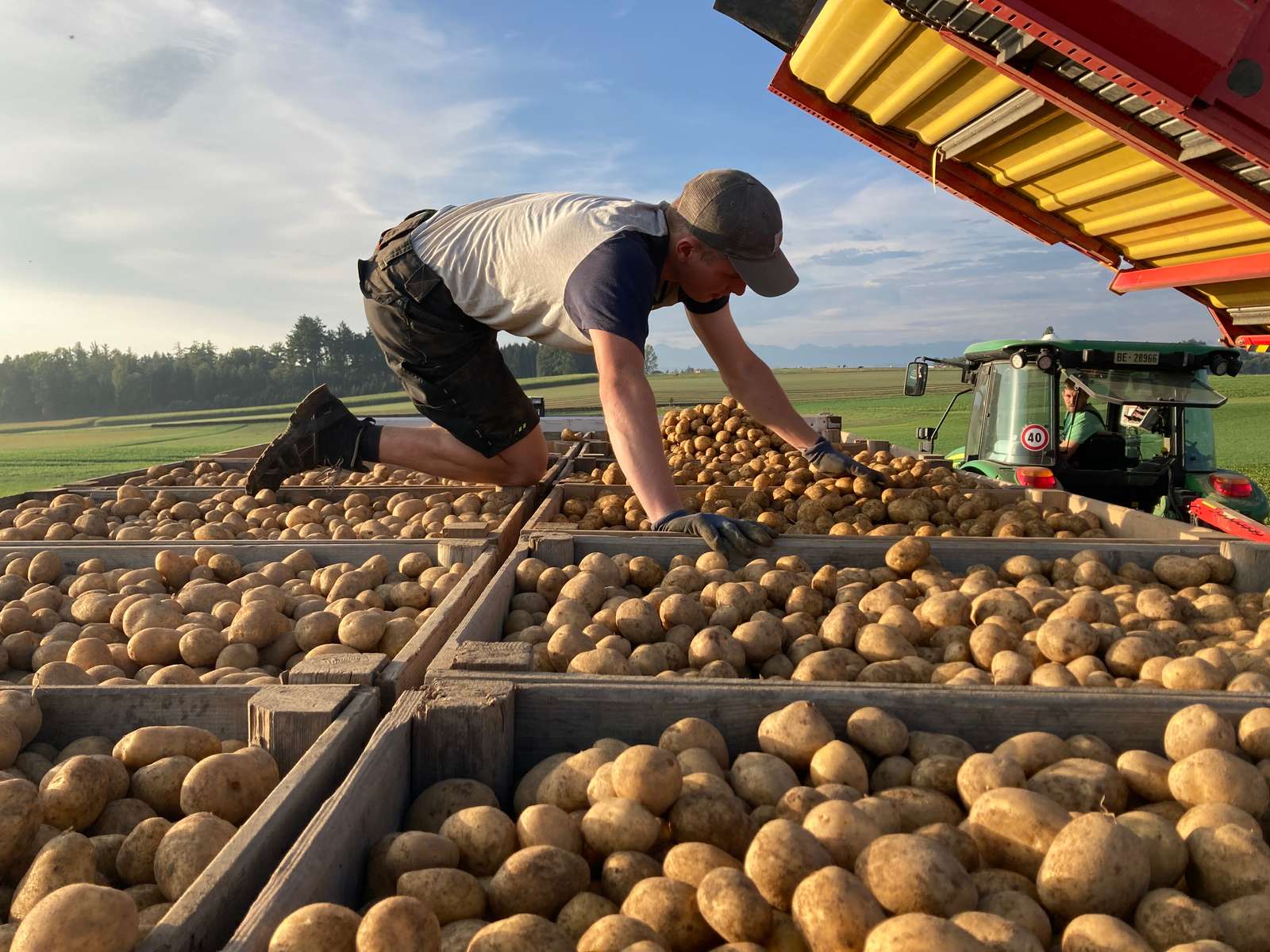 Die Saison hat vielversprechend begonnen, aber der Sommer war für die Kartoffeln definitiv wenig günstig.