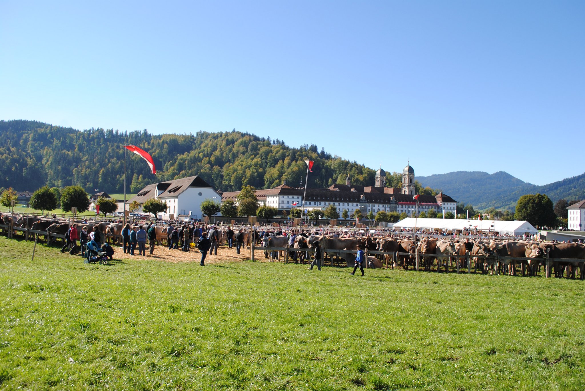 Viehausstellungen im Kanton Schwyz sollen stattfinden
