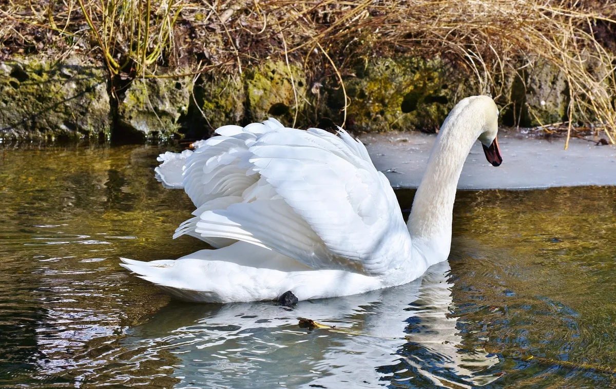 schwan_see «Risiko weiterhin hoch» – Massnahmen gegen Vogelgrippe verlängert