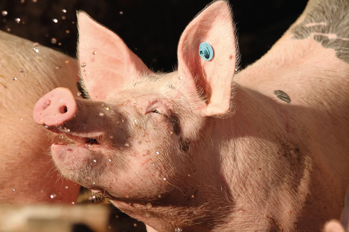 29e29fb9c3534f6664b942e0de287d79c9ce85ac Wenn Schweine Abkühlungsmöglichkeiten wie Schattennetze oder Sprinkler haben, «ist ihnen kannibalisch wohl, als wie 500 Säuen» (Goethe).Bild: Verena Stürzer