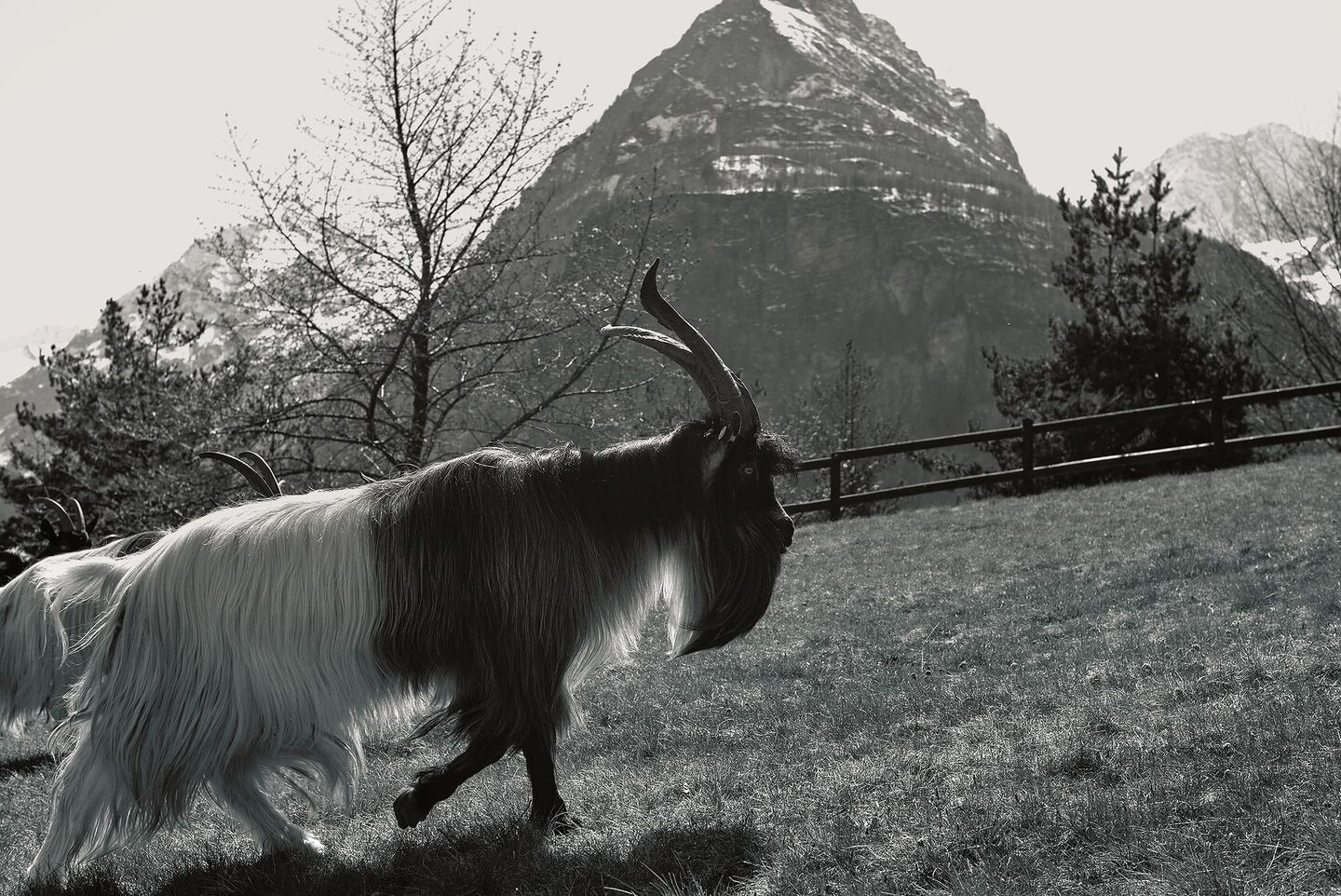 Batman, der Vallesana-Grigia-Bock, mit dem Seehorn und der Schweiz im Hintergrund.