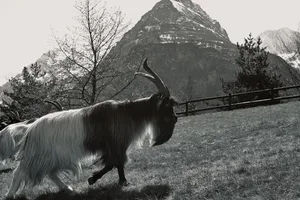 Batman, der Vallesana-Grigia-Bock, mit dem Seehorn und der Schweiz im Hintergrund.