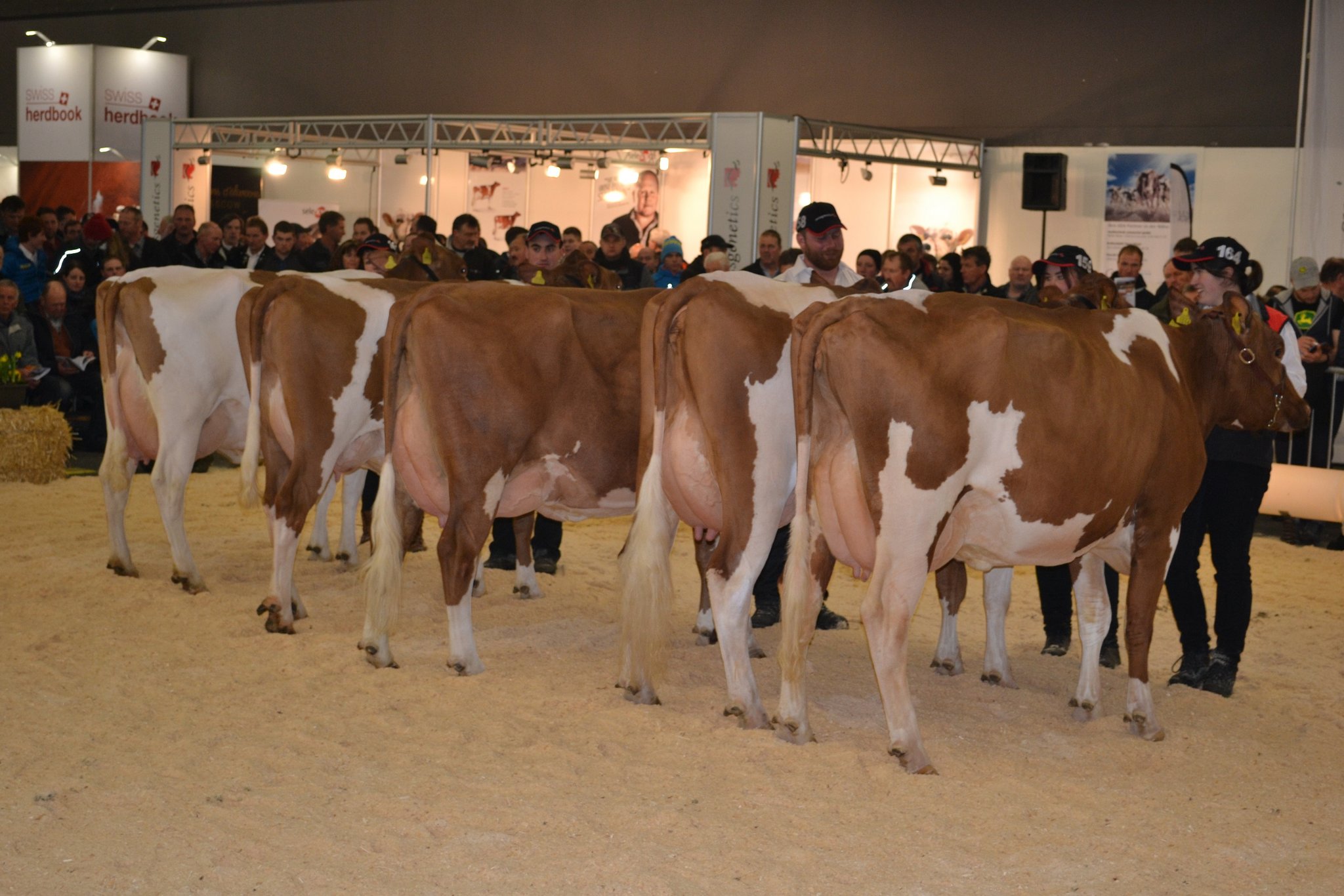Swissgenetics führte am Jungkuhchampionat mehrere Nachzuchtgruppen auf. Hier die Gruppe vom Stier Odesso.
