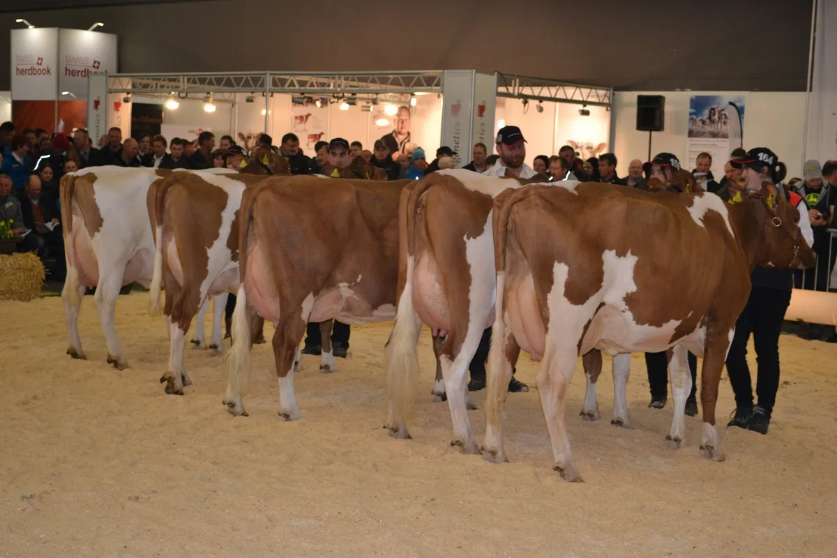 e05af1fe908a5e7f8d8ec4d3ef170271225c48a2 Swissgenetics führte am Jungkuhchampionat mehrere Nachzuchtgruppen auf. Hier die Gruppe vom Stier Odesso.