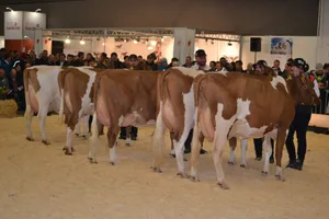 Swissgenetics führte am Jungkuhchampionat mehrere Nachzuchtgruppen auf. Hier die Gruppe vom Stier Odesso.