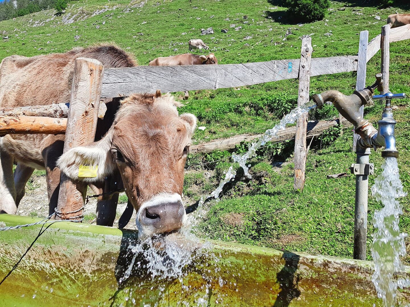 Auf vielen Alpen ist genügend Wasser vorhanden, es fehlt jedoch an intakten Reservoiren mit genügend Kapazität, um die wertvolle Ressource zu speichern.