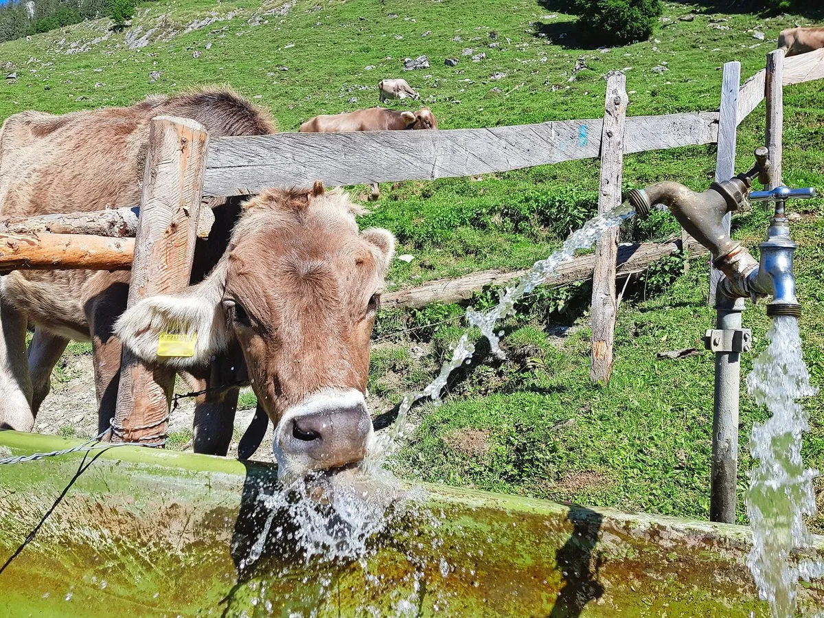 Auf vielen Alpen ist genügend Wasser vorhanden, es fehlt jedoch an intakten Reservoiren mit genügend Kapazität, um die wertvolle Ressource zu speichern.