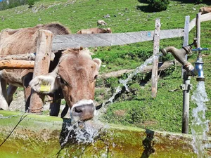 Auf vielen Alpen ist genügend Wasser vorhanden, es fehlt jedoch an intakten Reservoiren mit genügend Kapazität, um die wertvolle Ressource zu speichern.