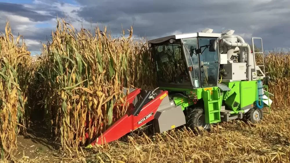 koernermais_agroscope 5 neue Körnermais- und 11 neue Silomaissorten für die Ernte 2024