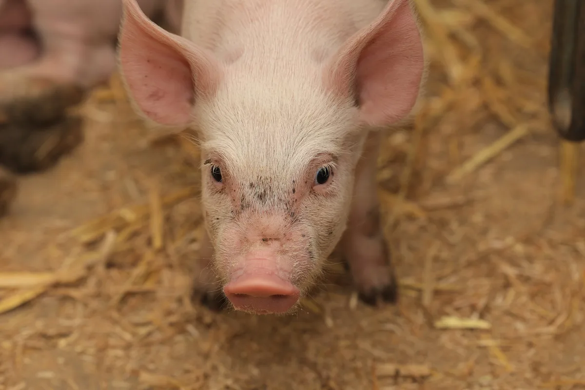 diegruene_ROETHLISBERGER_Schweinestall_1614 Das Notfallkonzept von Suisseporcs steht