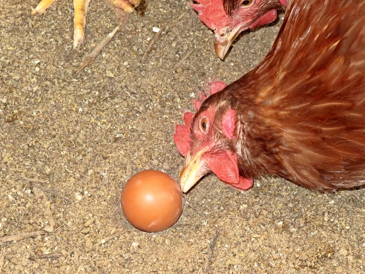 8ae14df1b2a93bd018c2f296e1699e6af4a08706bf30cb6737c2315e24515faf Ein braunes Huhn pickt ein Ei an.