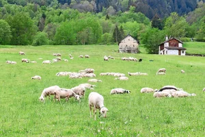 Der rechtzeitige Umtrieb mit langer Weidepause verhindert die Ansteckung der Milchschafe mit der nächsten Generation der Parasitenlarven.