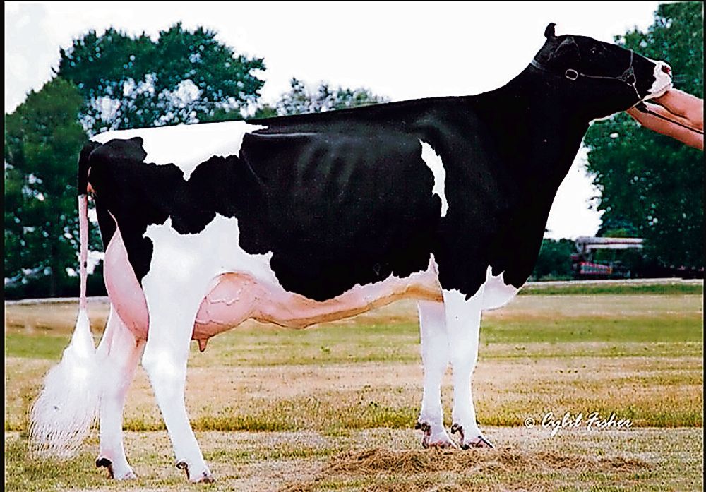 Scientific Durham Debutante hat mit ihrem RF-Sohn Goldwyn Destry einen weiteren positiven Vererber hervorgebracht. (Bild: cf)