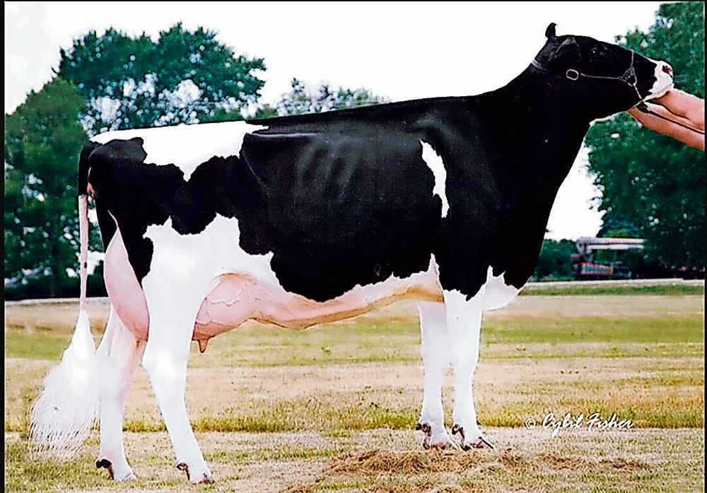 ce80174e2b803f29bce9f0b71da72479a944b402 Scientific Durham Debutante hat mit ihrem RF-Sohn Goldwyn Destry einen weiteren positiven Vererber hervorgebracht. (Bild: cf)