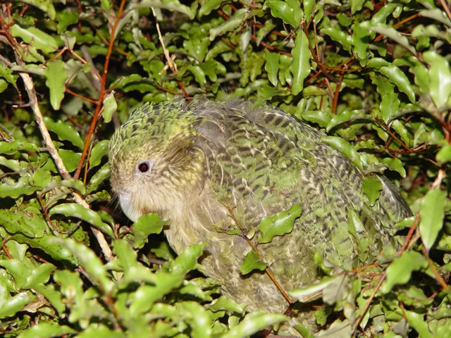 591ae4b8b6ab5ab79fe44ae36dd3e9ebdc89c333 In dichter Vegetation ist der Kakapo gut getarnt, trotzdem ist er sehr bedroht. (Bild Mnolf/Wikimedia)