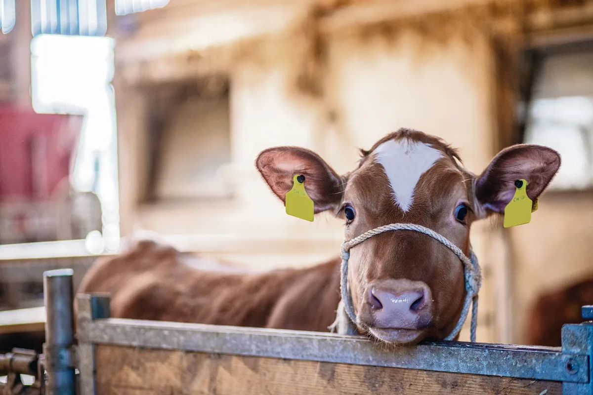 f6ec9a2257e3c205e3c6b10a41a5f4b3081142b2 Je älter ein Kalb, desto schwerer ist es, sich umzugewöhnen, beispielsweise von Milch ad libitum auf rationierte Tränke oder von Kalt- auf Warmtränke. (Bild BauZ)