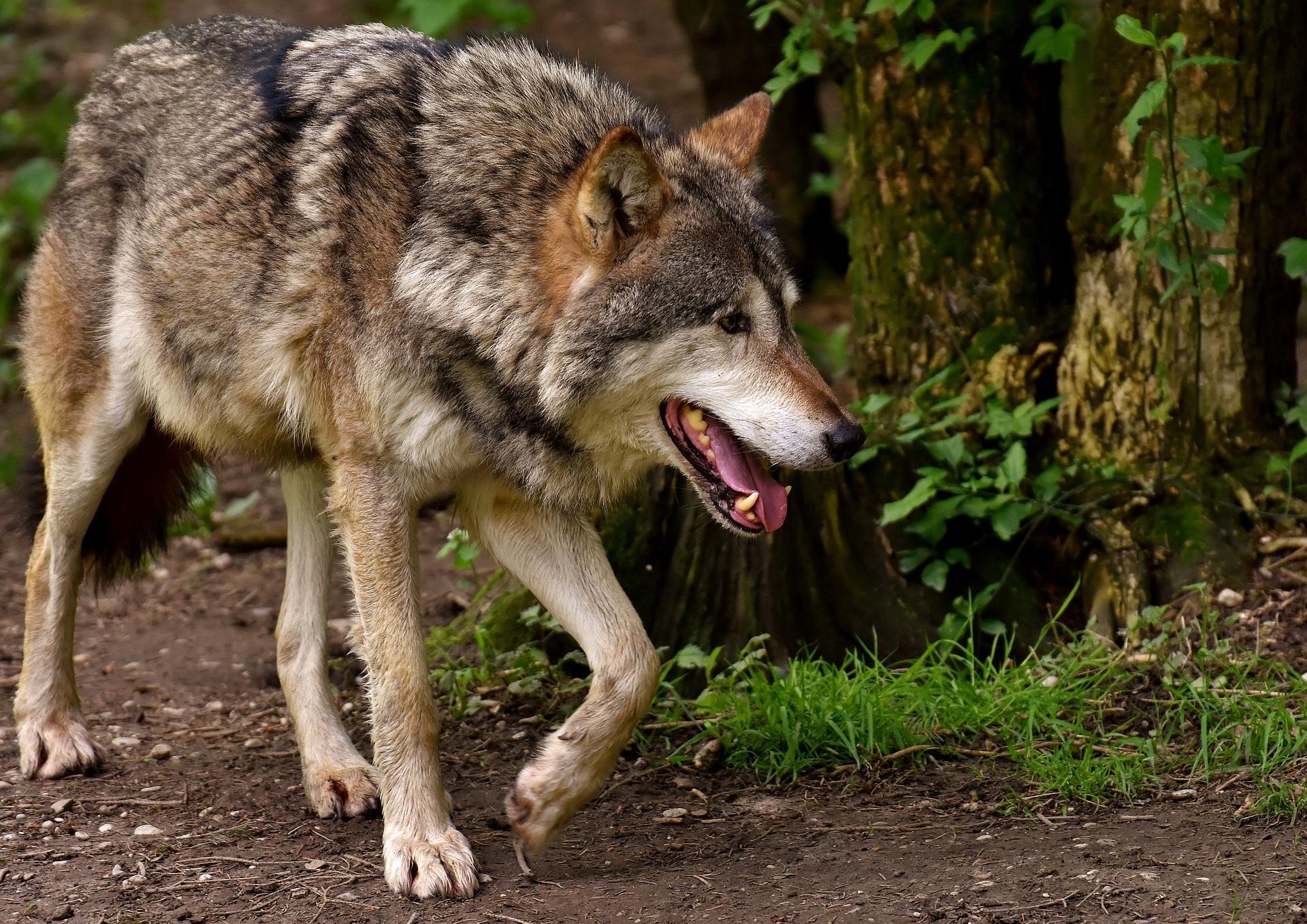 Naturschutzorganisationen befürworten Wolfabschuss im Kanton Graubünden