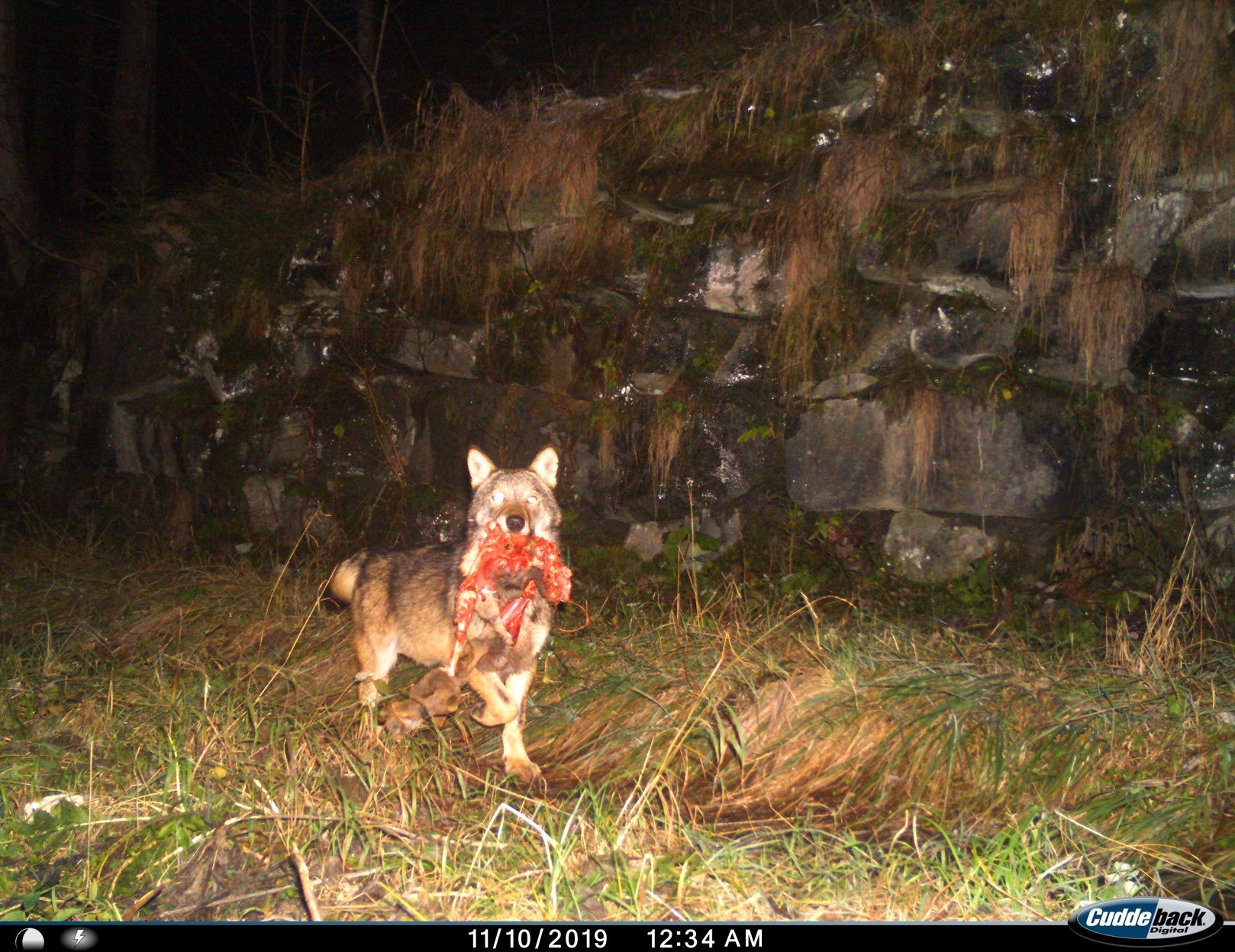 Ein Wolf ist in die Fotofalle getappt: Im Maul hat er eine Wildkeule.