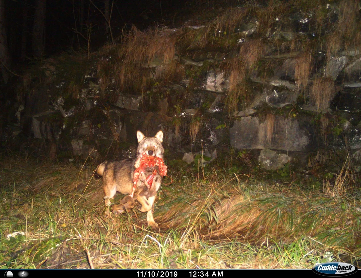Wolf_mit_Wildkeule Ein Wolf ist in die Fotofalle getappt: Im Maul hat er eine Wildkeule.