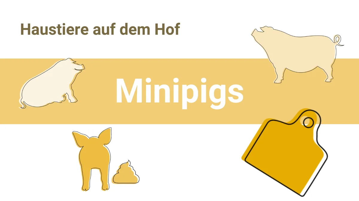 Artikelbilder__6_ Das Minischwein ist eine Wundertüte