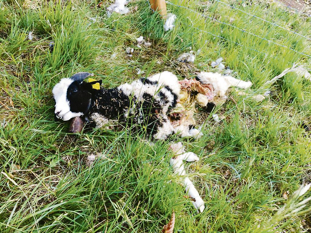 Auch ein neuer Zaun konnte den Wolf nicht davon abhalten, das Jakobschaf-Widderli von Erwin Häfliger zu reissen. Er vermutet, dass es das Tier M76 war und fordert dessen Entnahme.(Bild zVg)