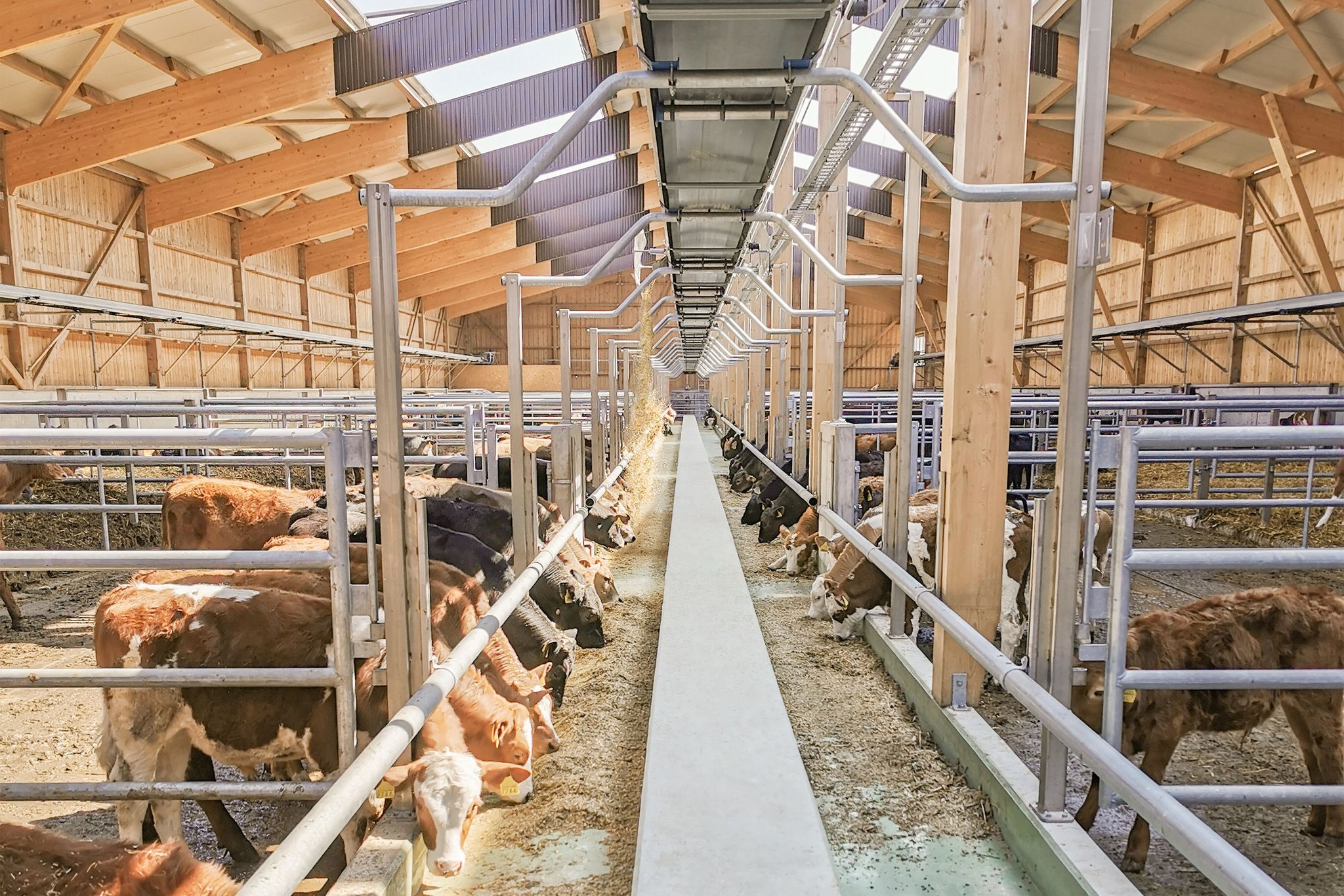 Automatisch Füttern