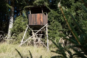 Der Ständerat spricht sich für Massnahmen zum Schutz vor Wölfen aus. (Bild Pixabay)